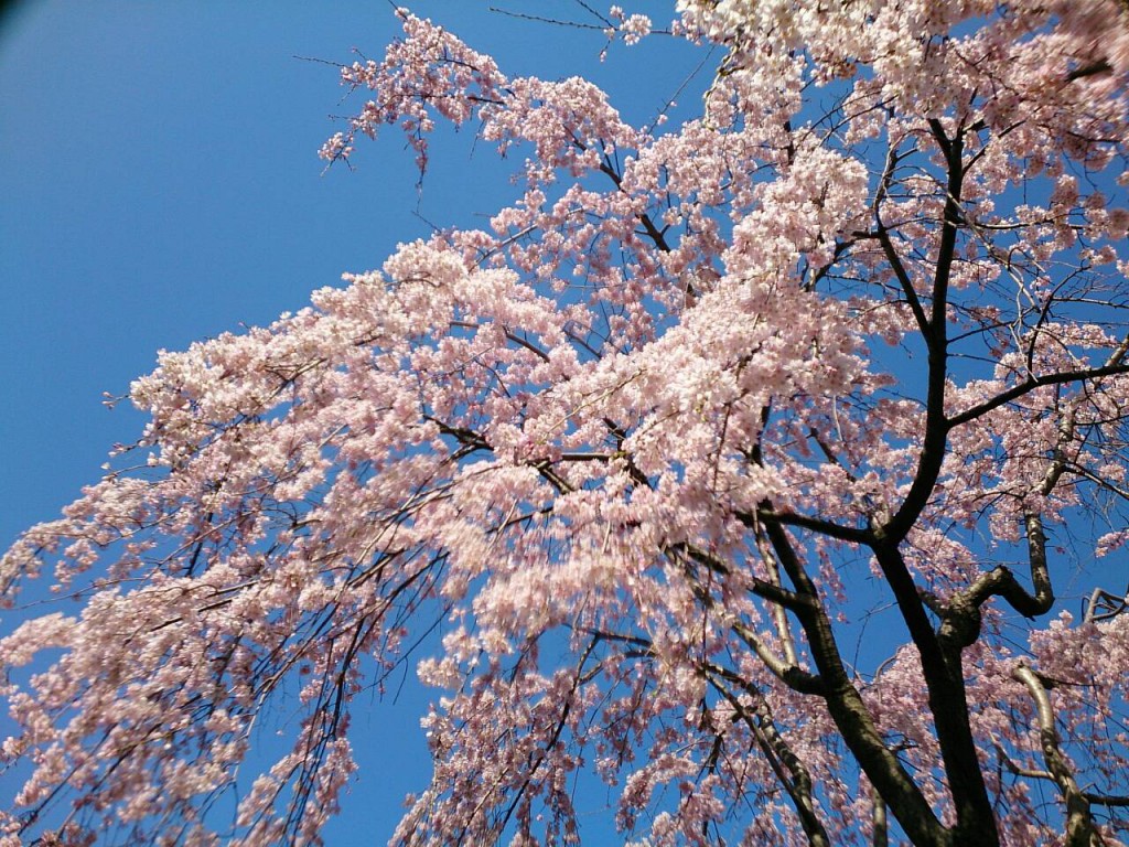 桜